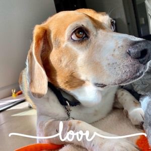 Meet your Posher, Carol